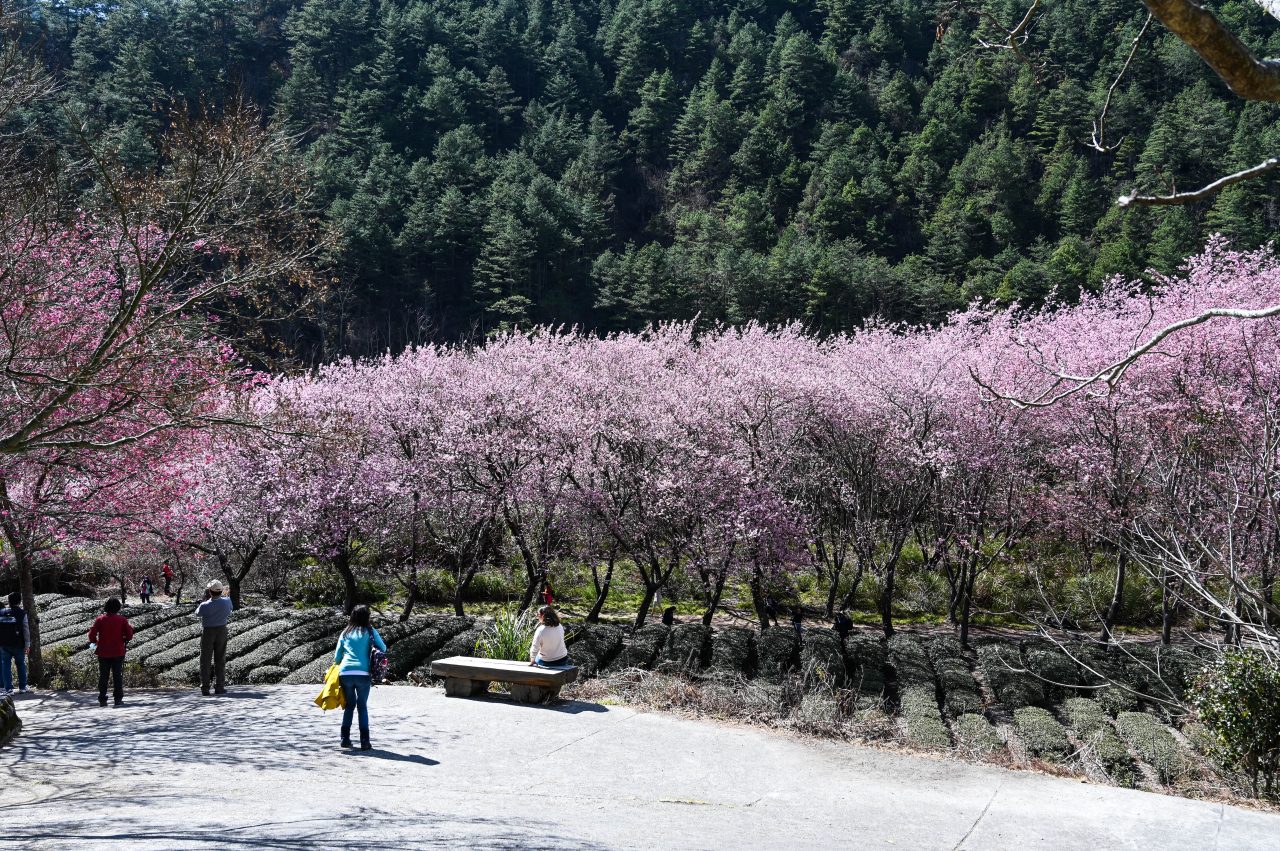 Beautiful Cherry Blossoms in Wuling Farm
