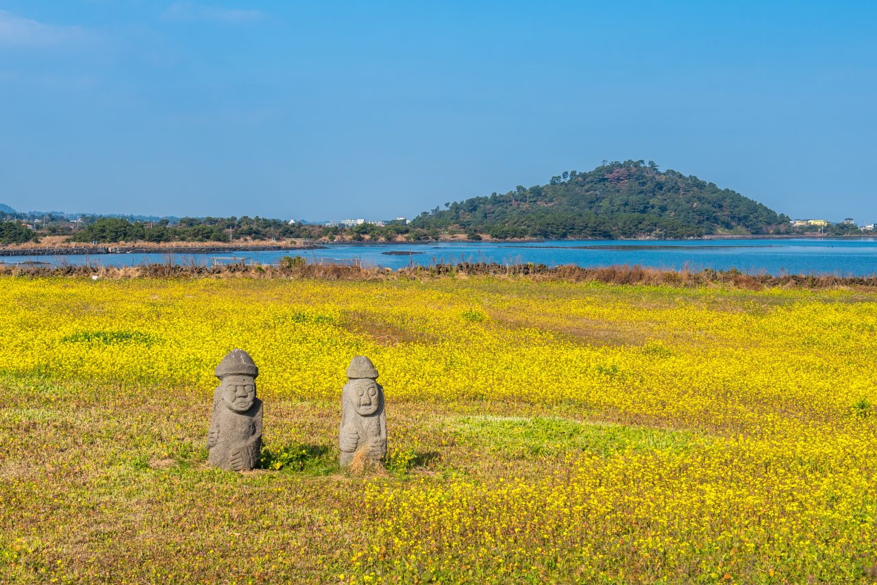 Canola field at Jeju Island, South Korea