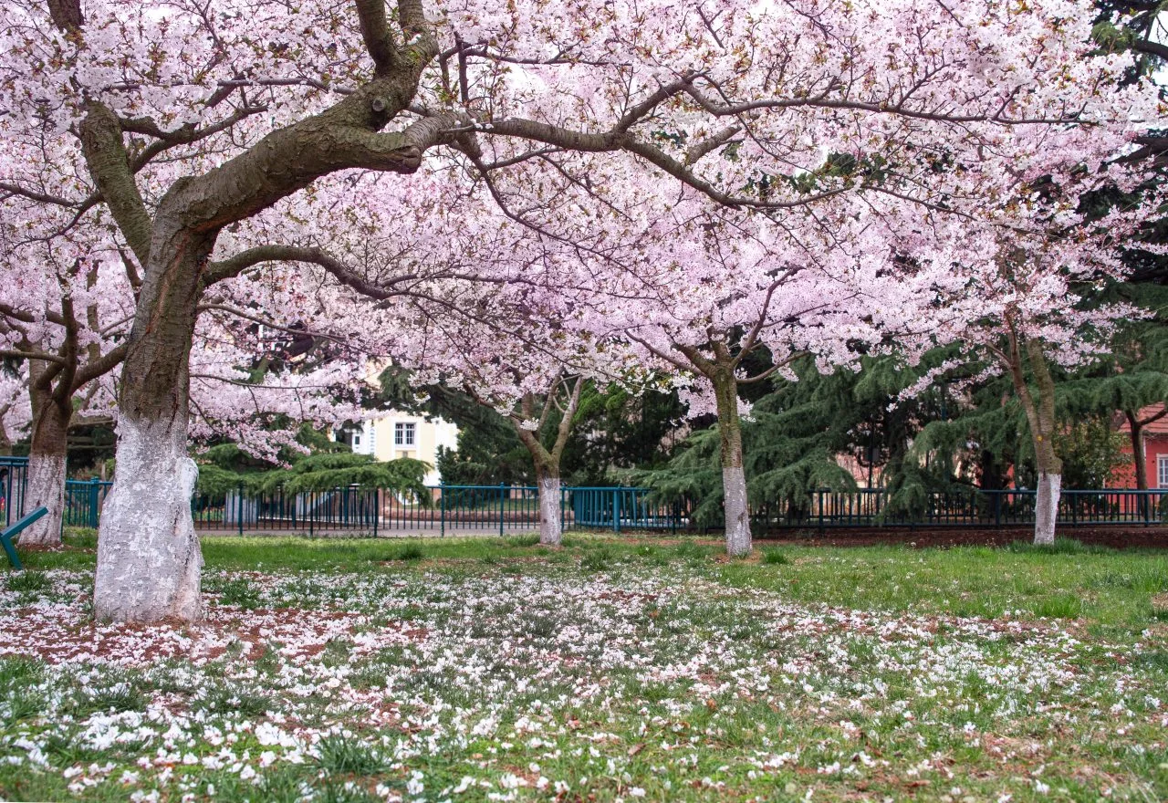ที่เที่ยวชิงเต่า สวนจงซาน (Zhongshan Park)