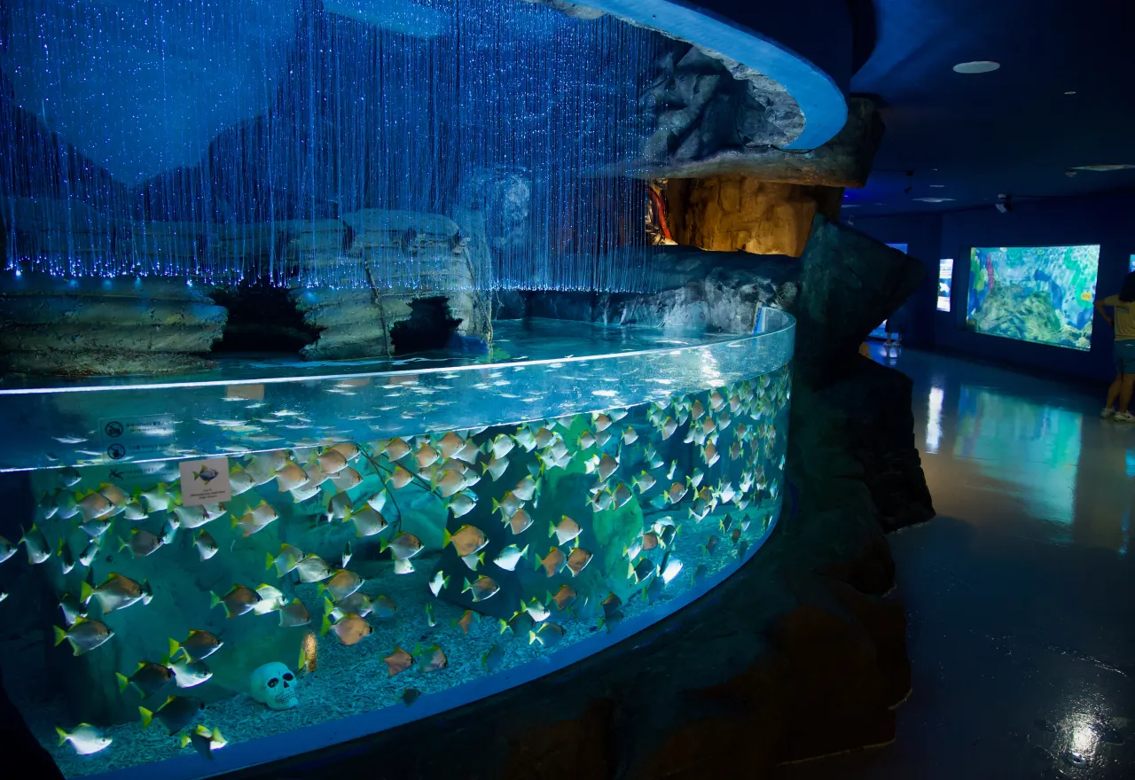 ที่เที่ยวเกาะเชจู อควาแพลนเน็ต เชจู