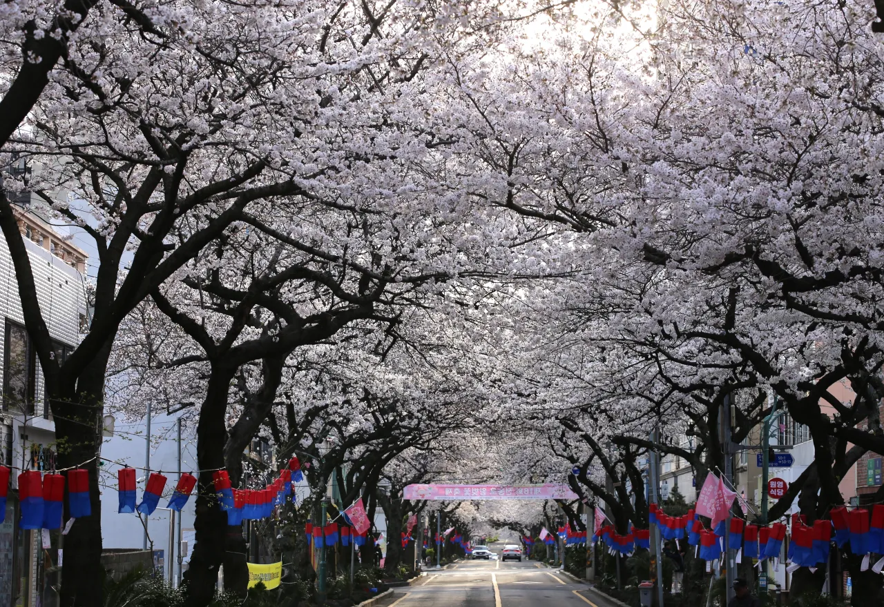 ที่เที่ยวเกาะเชจู เทศกาลดอกซากุระคิงเชอร์รีบาน