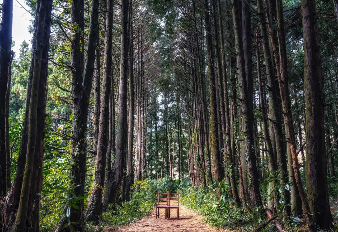 ที่เที่ยวเกาะเชจู เทศกาลดอกไฮเดรนเยียหลากสีบานเรียงรายในสวนดอกไม้ช่วงต้นฤดูร้อน