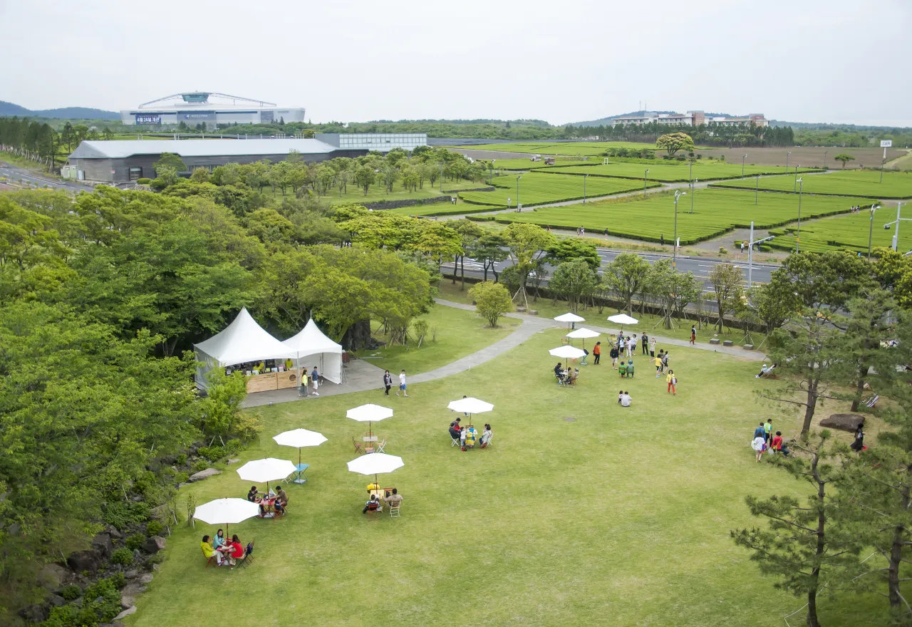 ที่เที่ยวเกาะเชจู ไร่ชาโอซุลลอค