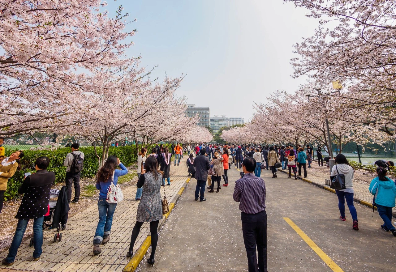 ดอกซากุระบานที่สวนสาธารณะในเซี่ยงไฮ้ช่วงฤดูใบไม้ผลิ