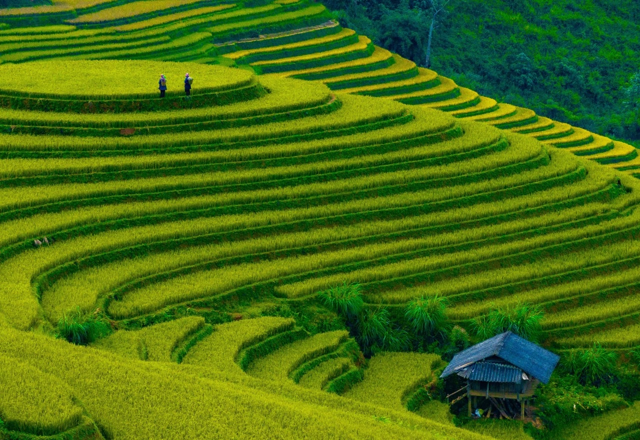 มูคังไฉ่นาขั้นบันไดสวยงามที่เที่ยวเวียดนามเหนือยอดฮิต