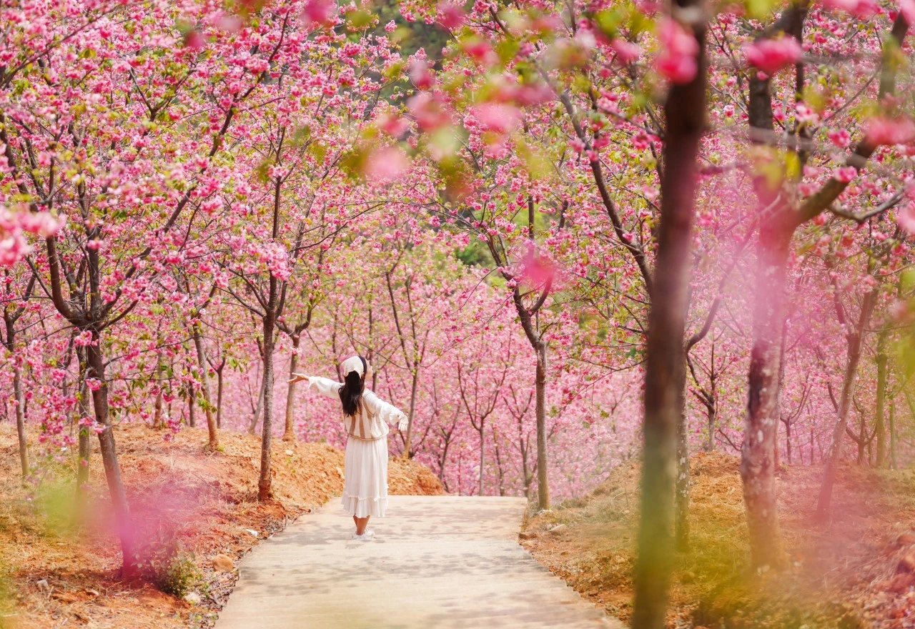 ดอกซากุระบานสะพรั่ง