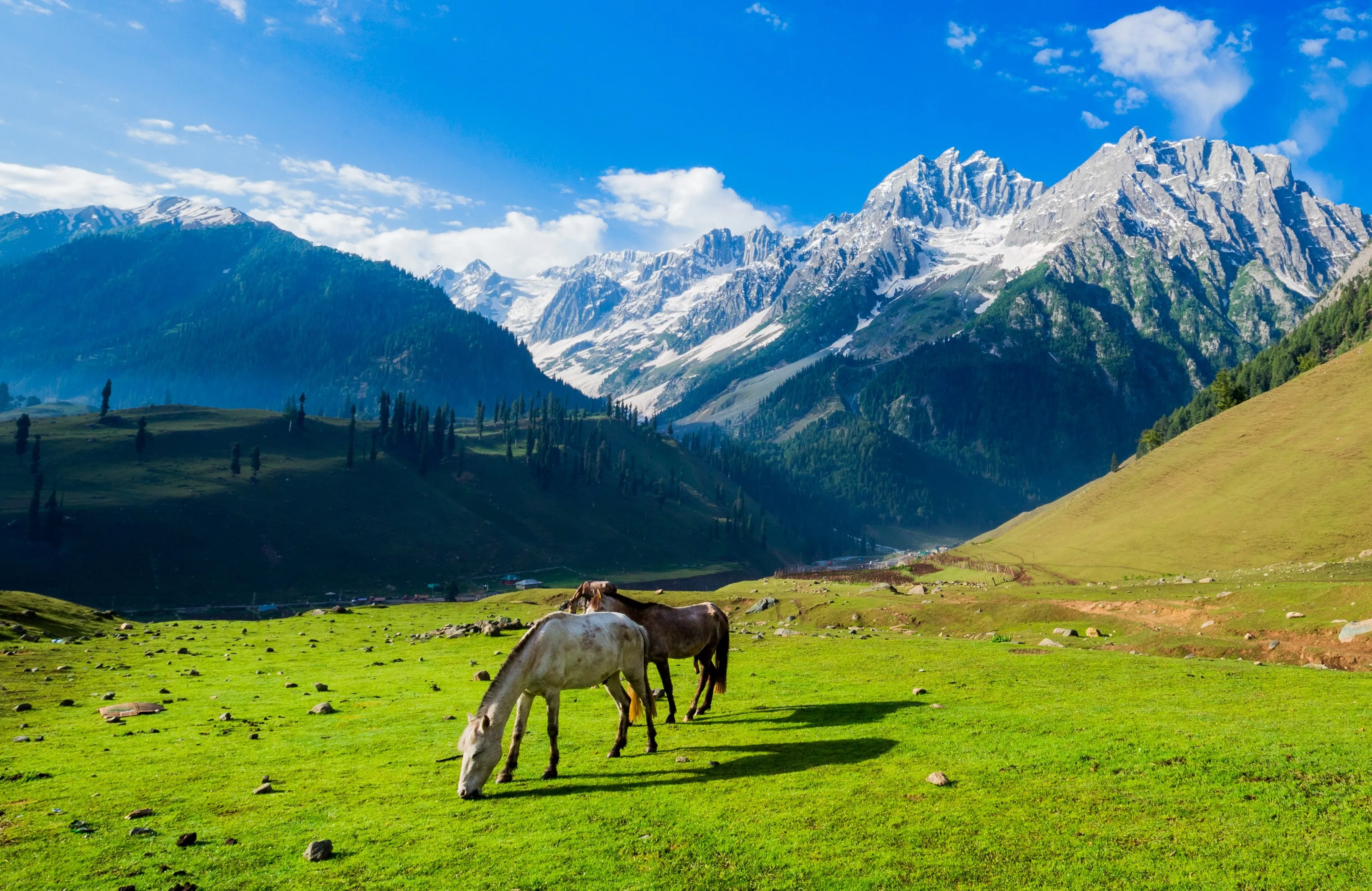 Horse on field against mountain range