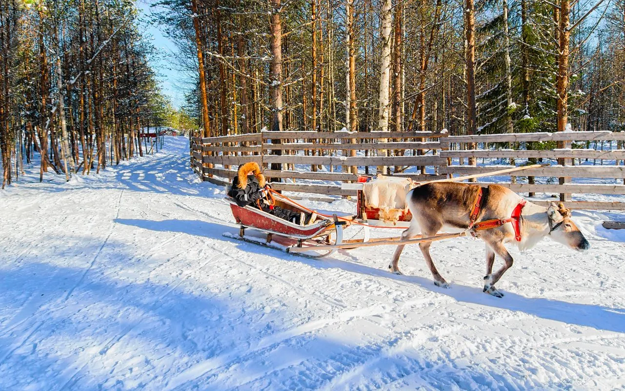 Reindeer pulling a sled through a snowy forest landscape
