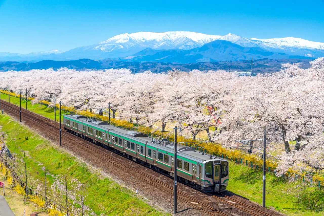 Train traveling through a landscape of blooming cherry blossoms with mountains in the background