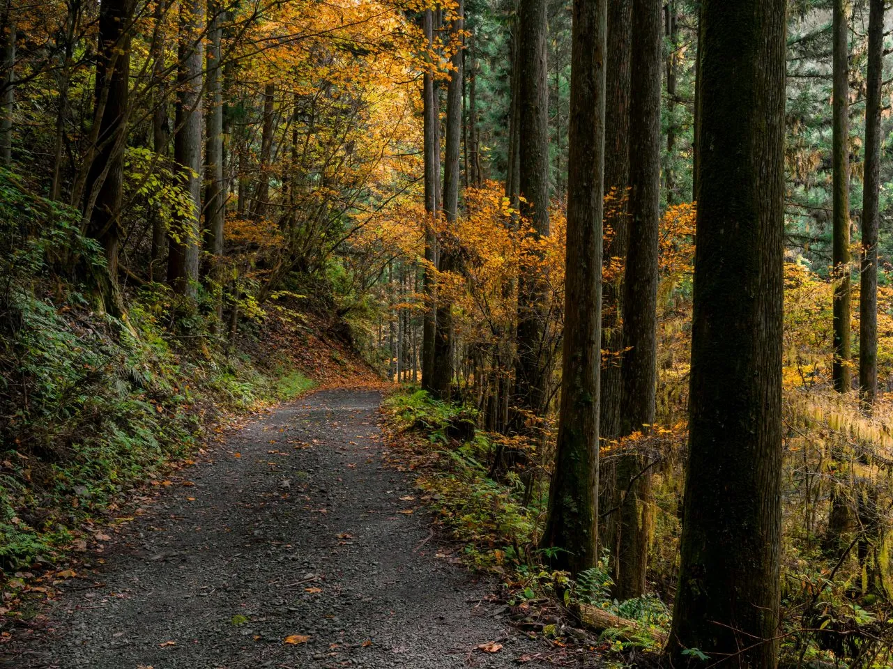  Peaceful forest trail with autumn foliage in Yakushima