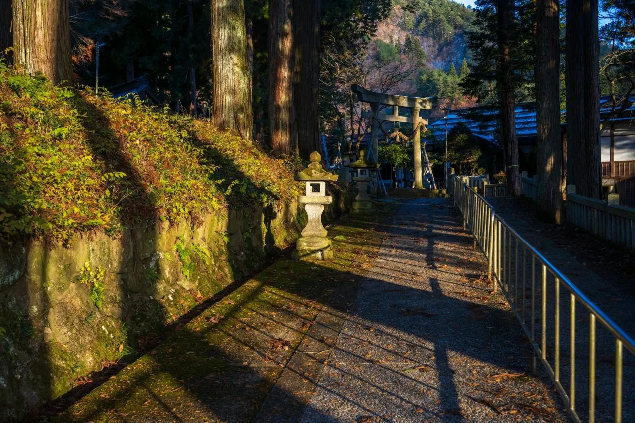 Sunlit pathway and torii gate among cedar trees at a traditional shrine in Takayama