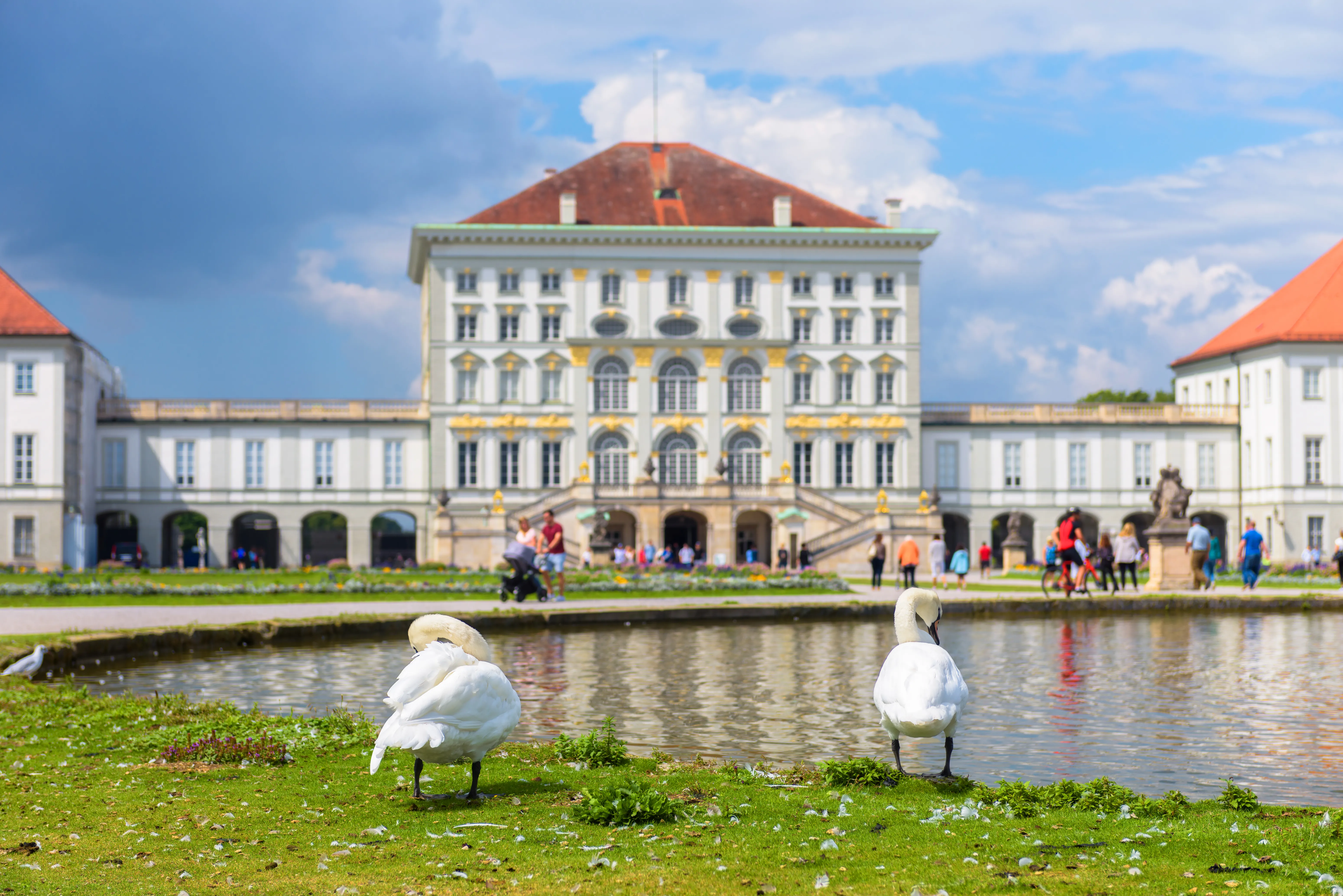 A wide-angle, eye-level shot focusing on two white swans standing on a green grass bank next to a large pond.