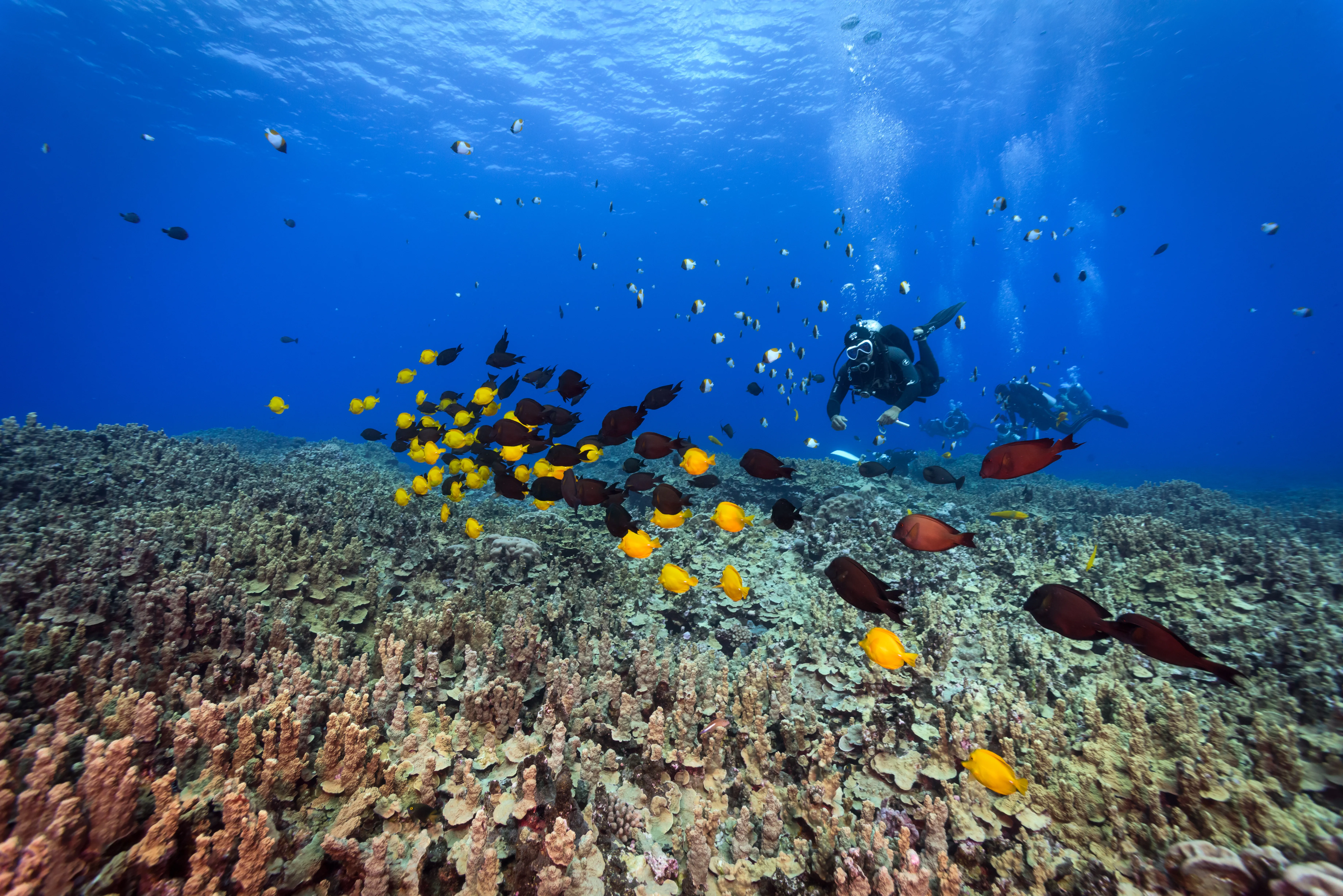 Scuba divers exploring a colorful coral reef