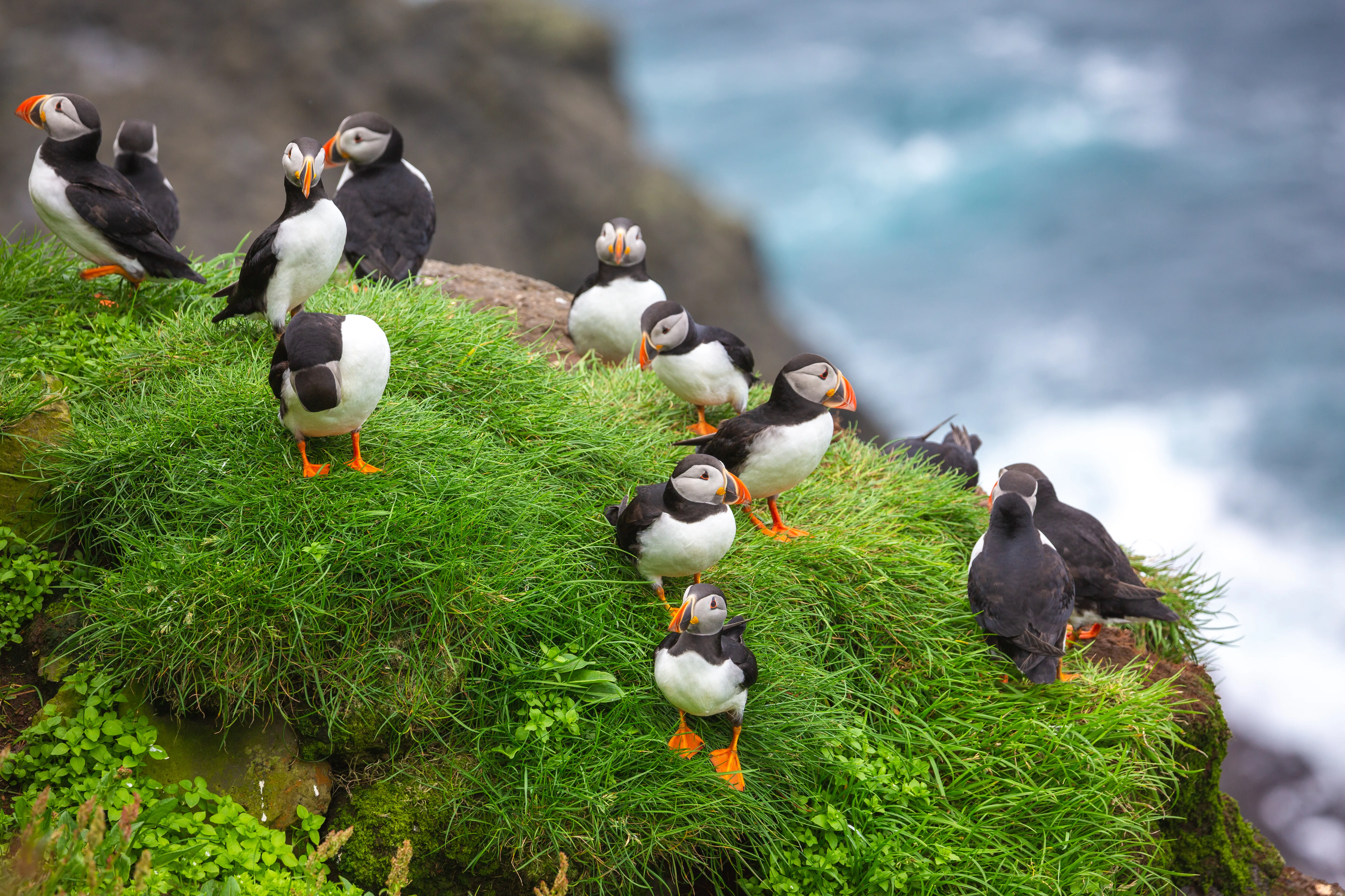 A group of puffins with orange beaks and feet stand on vibrant green grass atop a cliff, overlooking a blurred ocean backdrop, conveying a serene coastal scene