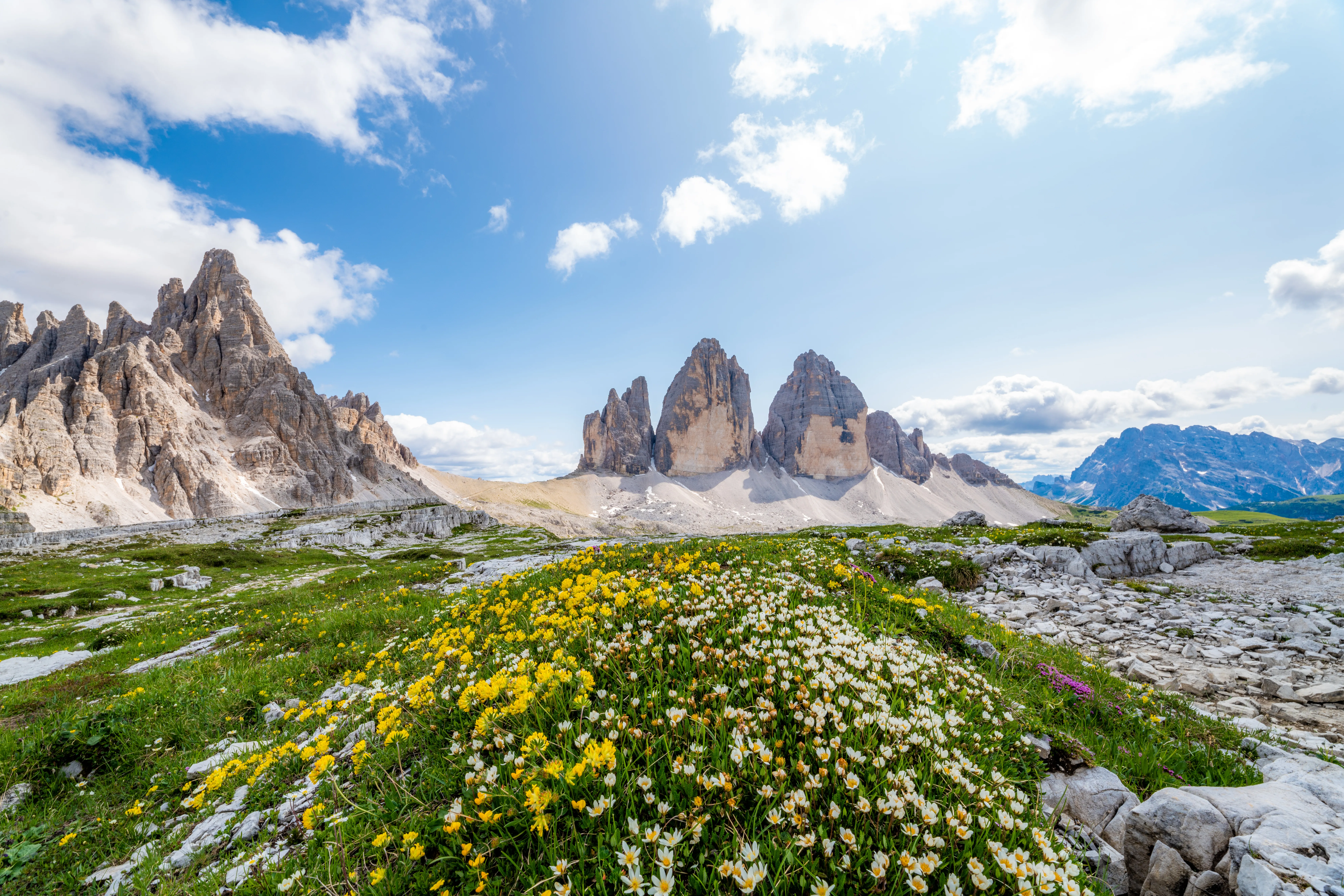 Yellow and white wildflowers bloom in an alpine meadow before the Tre Cime di Lavaredo peaks.