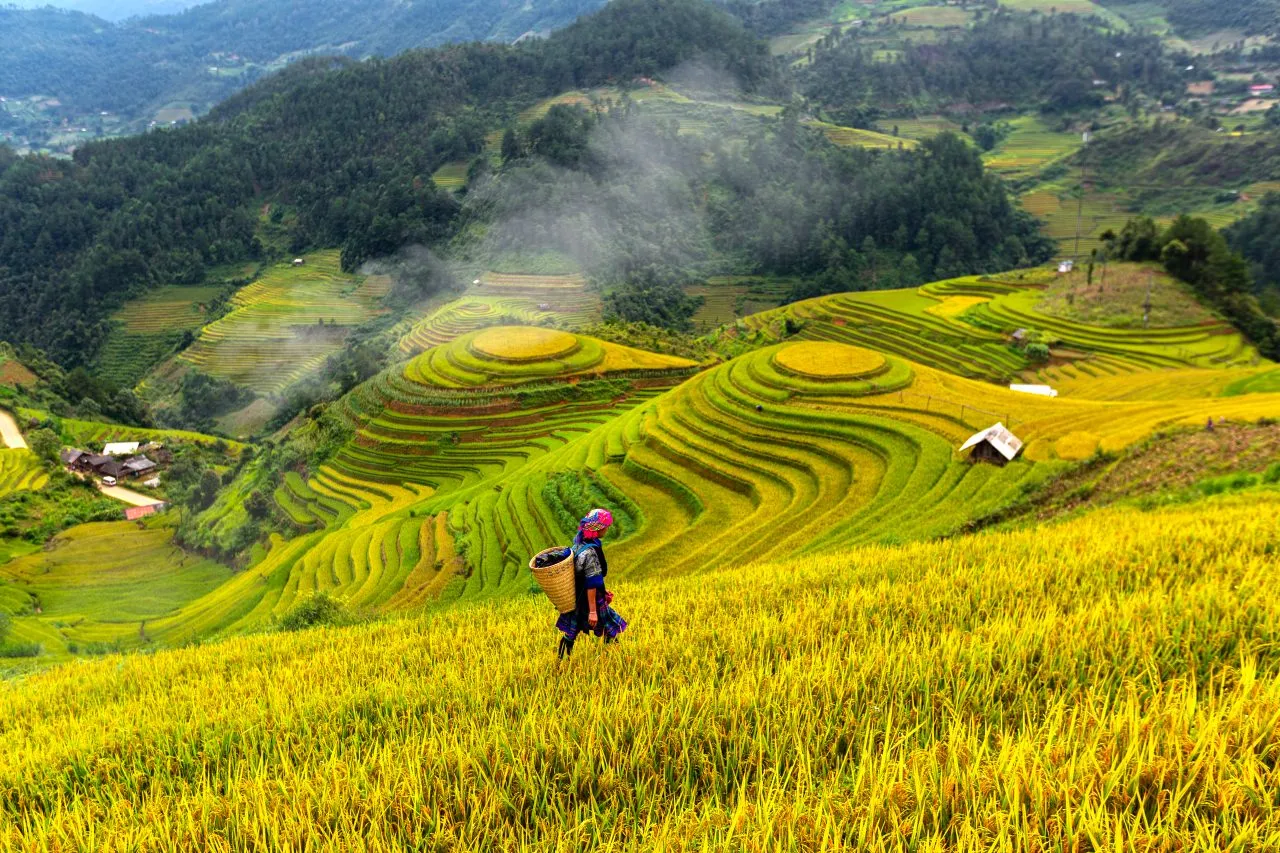 Top view of terrace rice field, North Vietnam