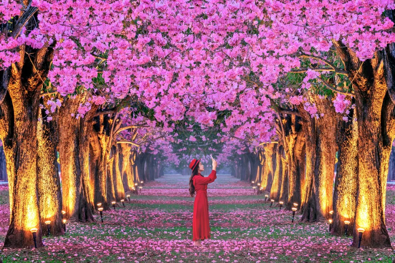 Woman in red dress standing in the middle of  with blossoming Sakura trees 