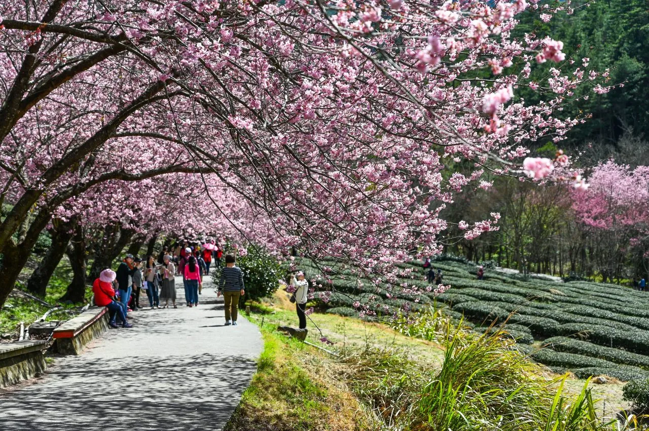 Taichung taiwan feb 26 2020 beautiful cherry blossoms in wuling farm