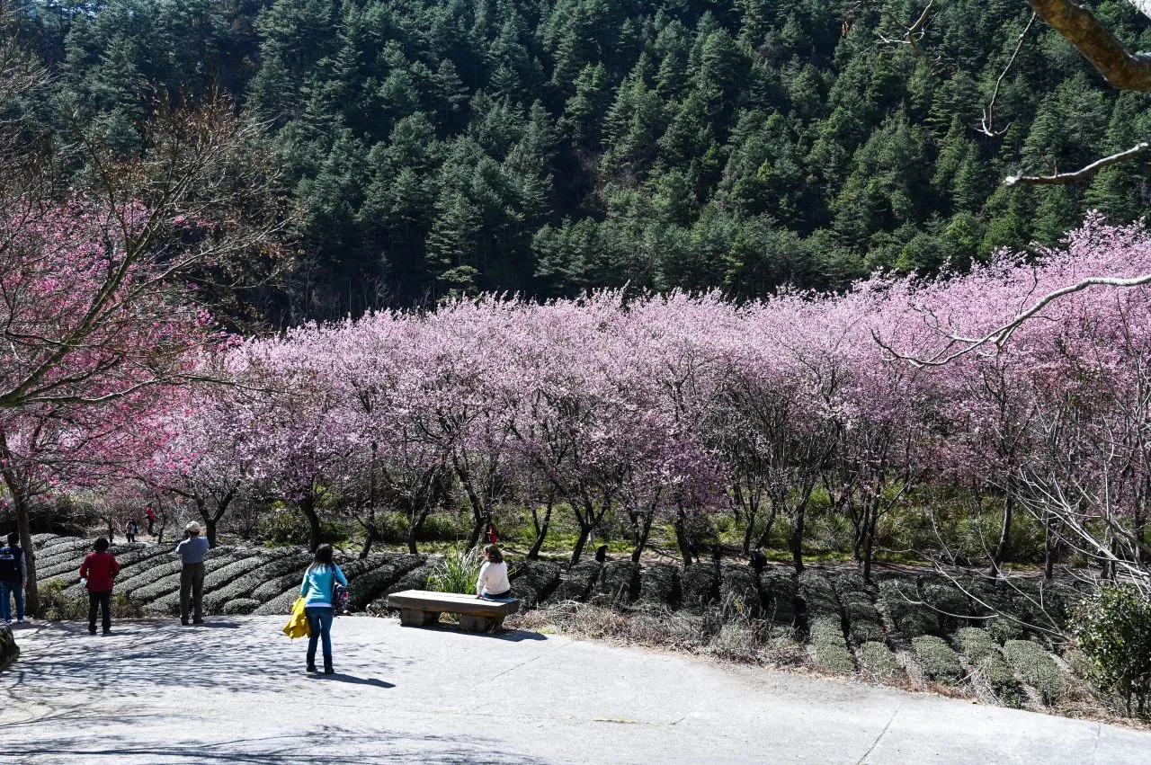 Beautiful Cherry Blossoms in Wuling Farm