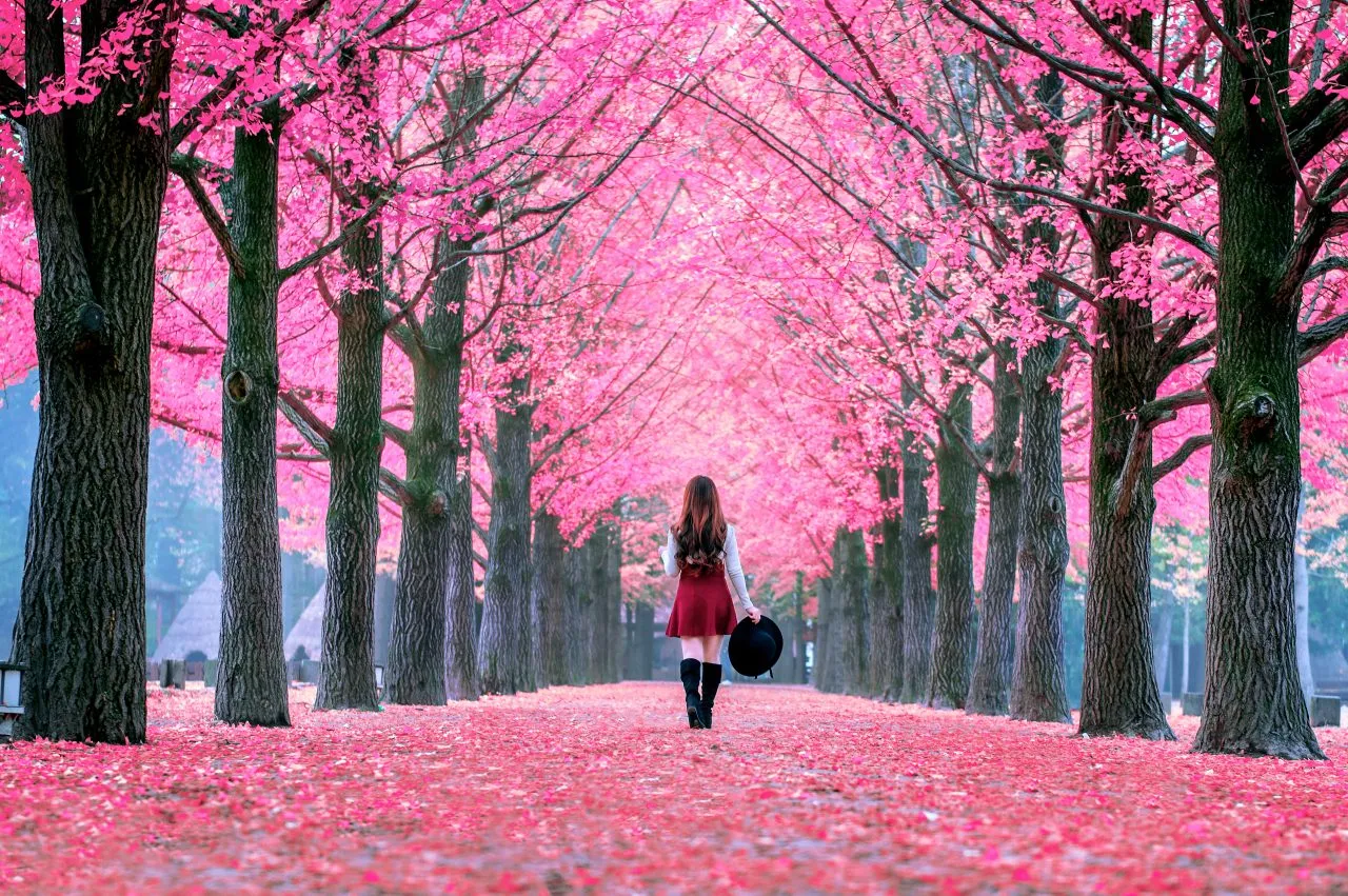 A woman walks through a tunnel of cherry blossoms in the park