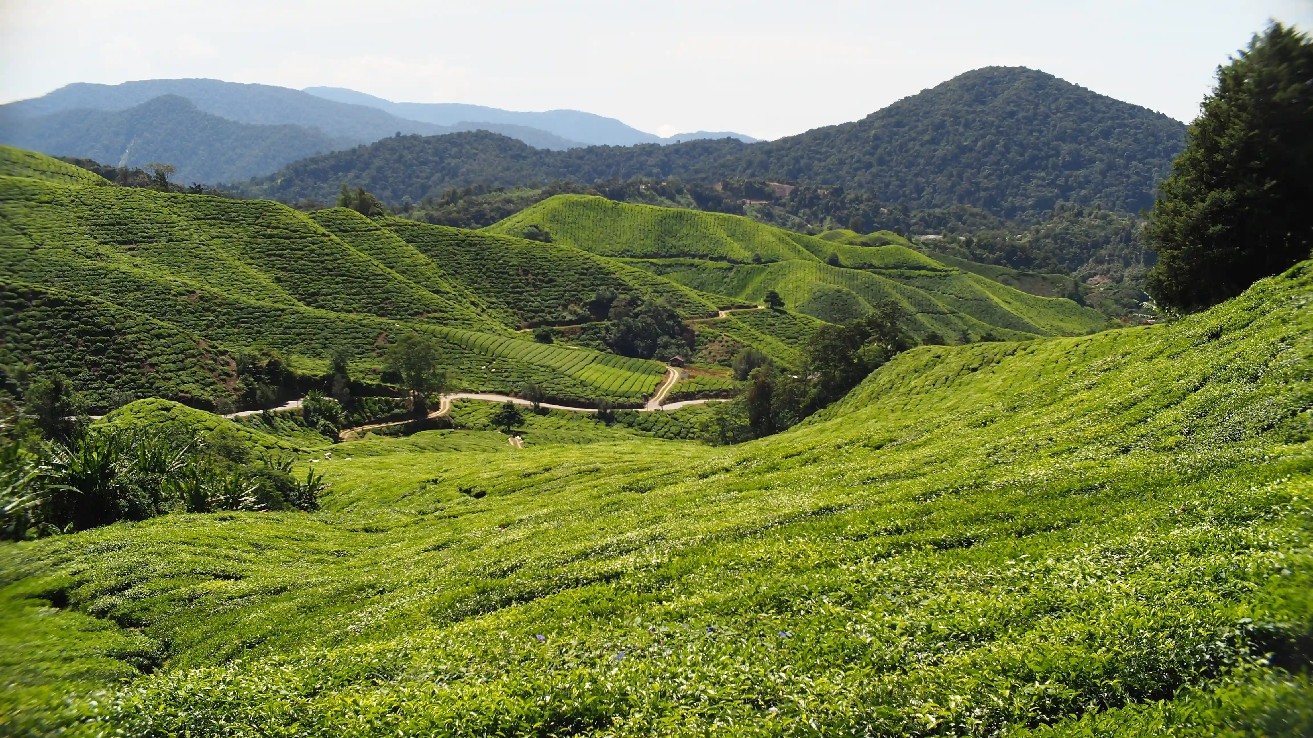 Cameron-highlands-view