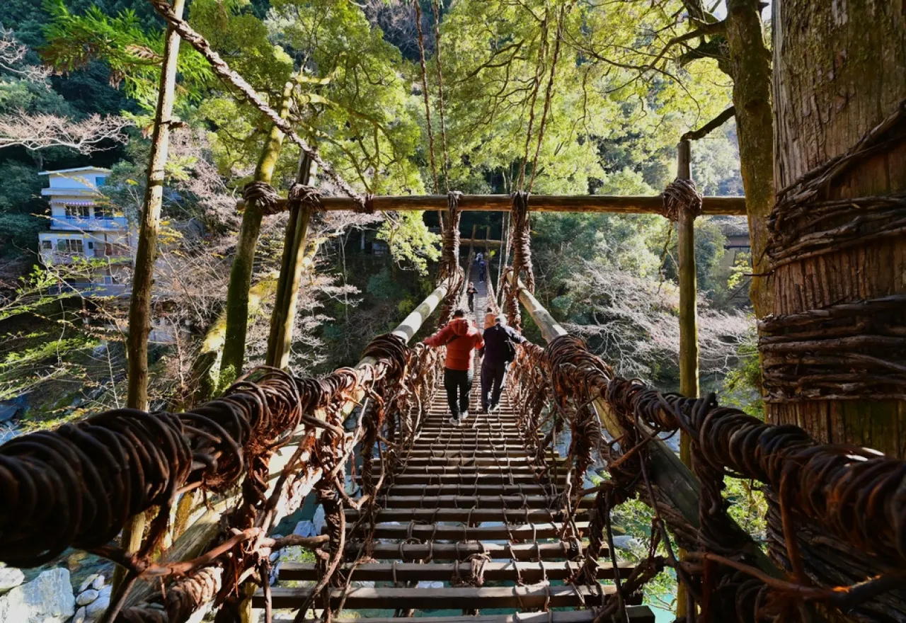 ขับรถเที่ยวญี่ปุ่น สะพานเถาวัลย์หุบเขาอิยะ เกาะชิโกกุ
