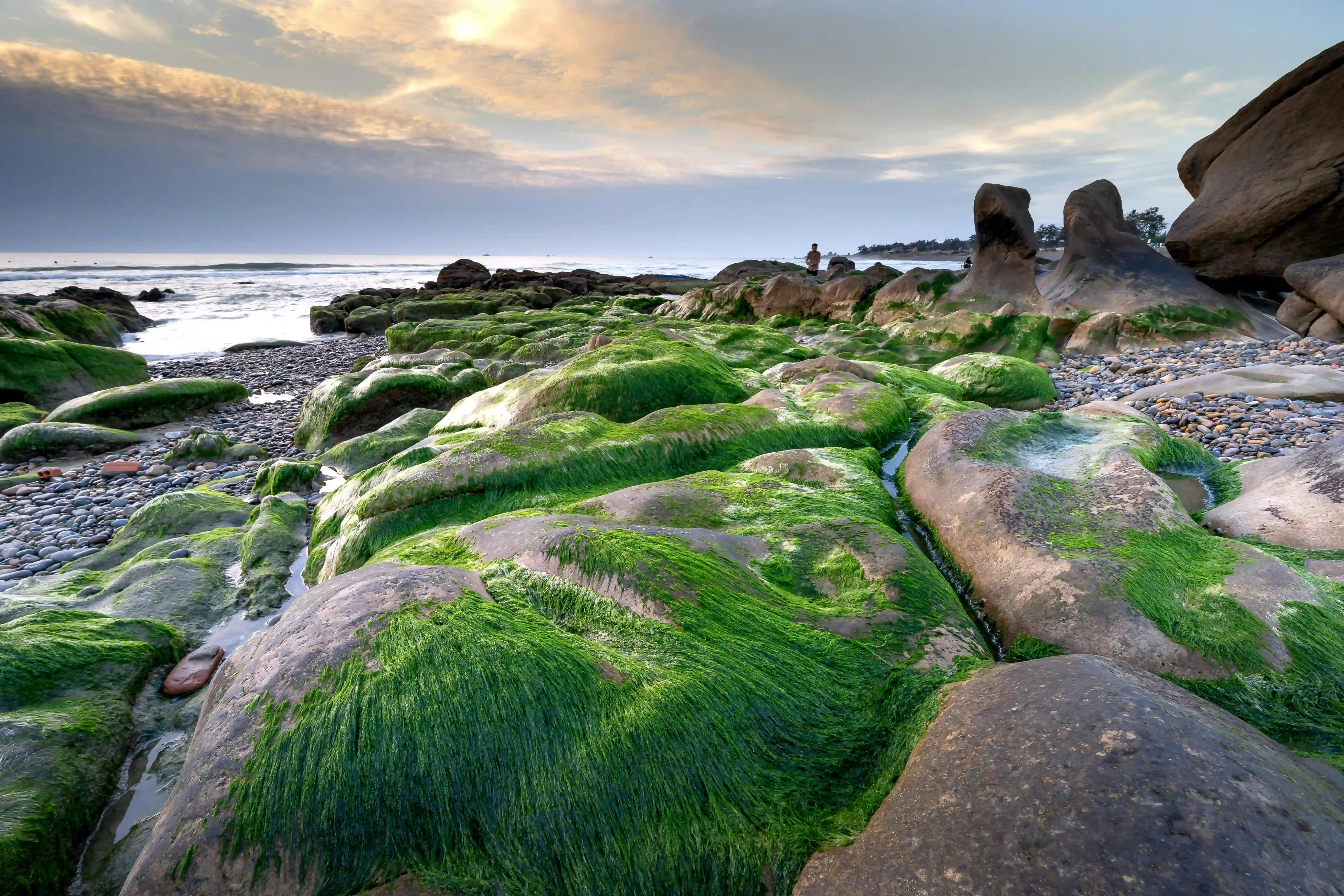 Green Seaweed Covering Rocks on a Seashore, Nam O Beach, Da Nang 