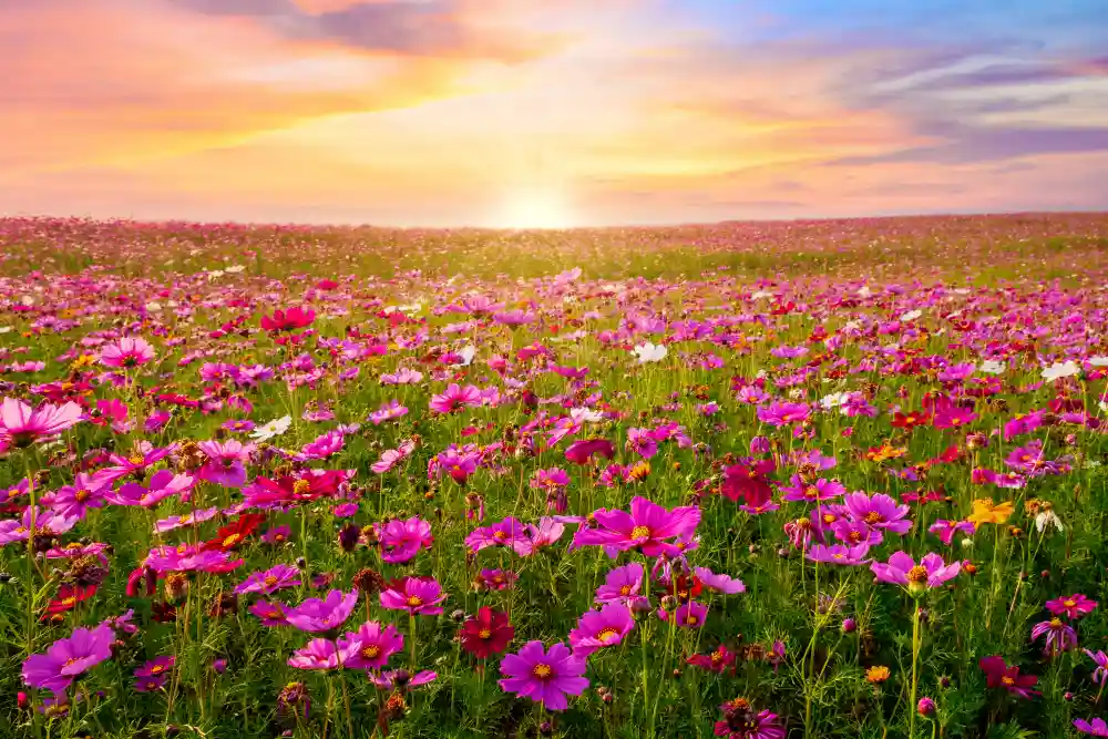 Cosmos flowers bloom on Nokonoshima Island, Fukuoka 