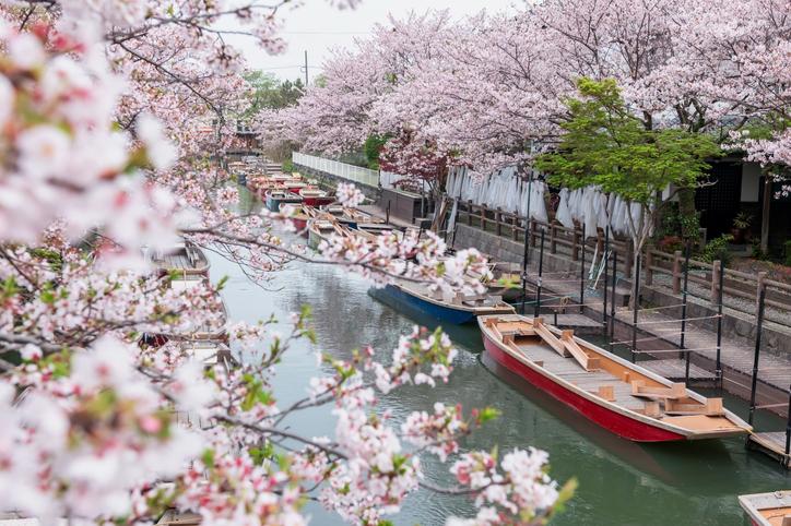 Boats on the Suiko River and the cheerful cherry blossom tunnel, Yanagawa