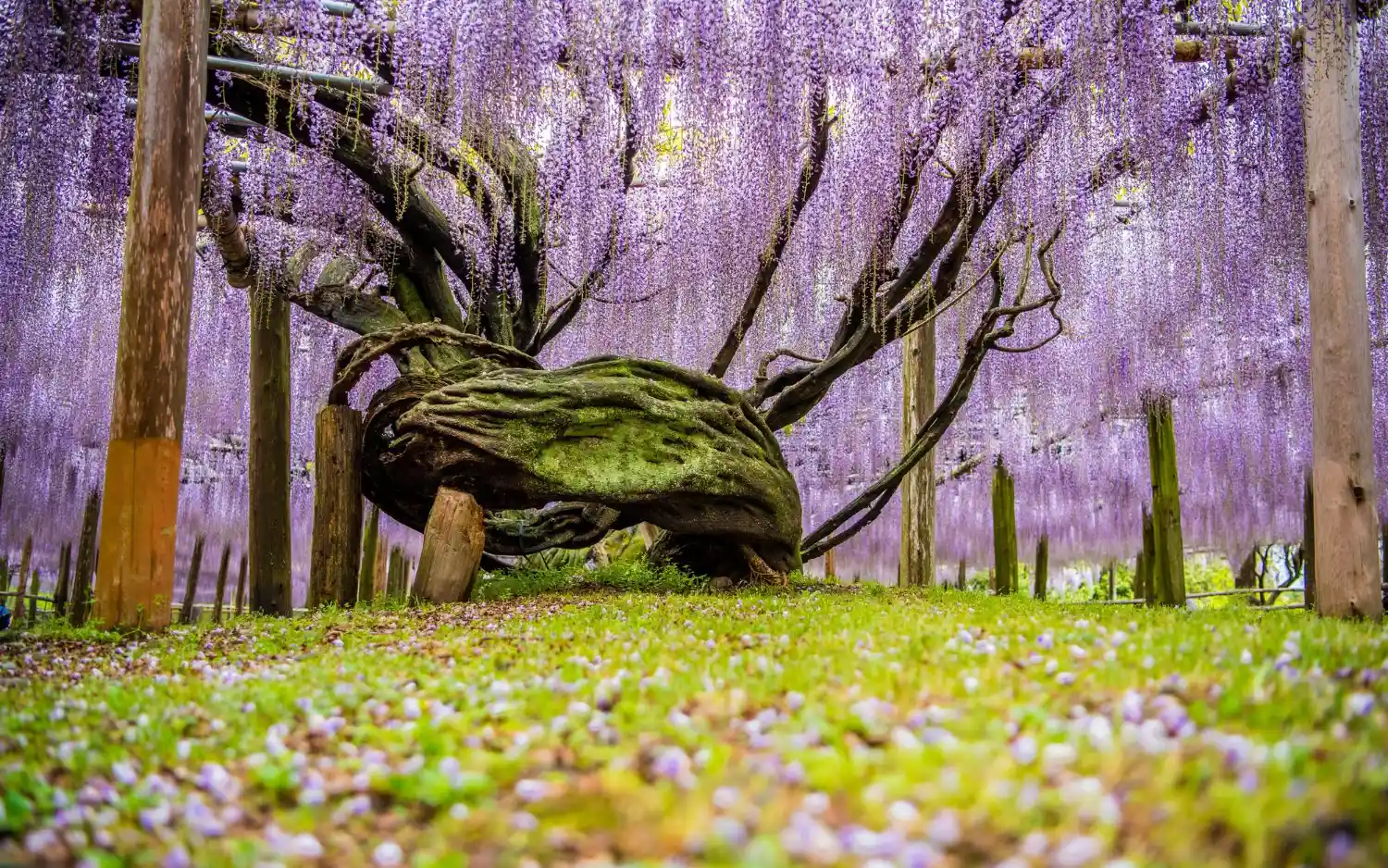 A hundred-year-old wisteria tree in Kawachi Fuji Garden
