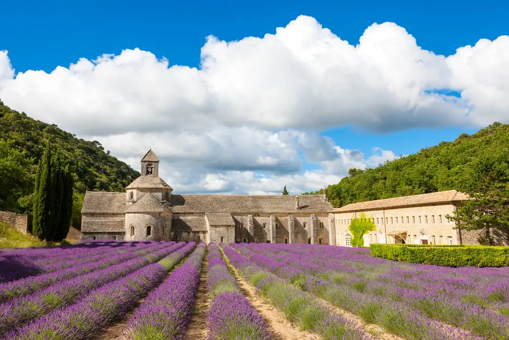 blooming-rows-lavender-flowers-gordes-luberon-vaucluse-provence-france-europe
