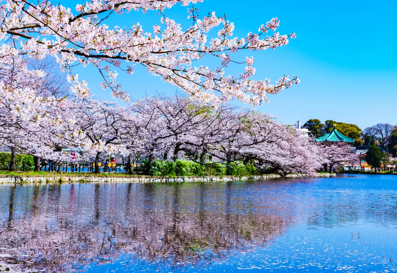 สวนอุเอโนะ สวนสาธารณะใตกลางโตเกียว สถานที่เที่ยวในโตเกียวห้ามพลาด