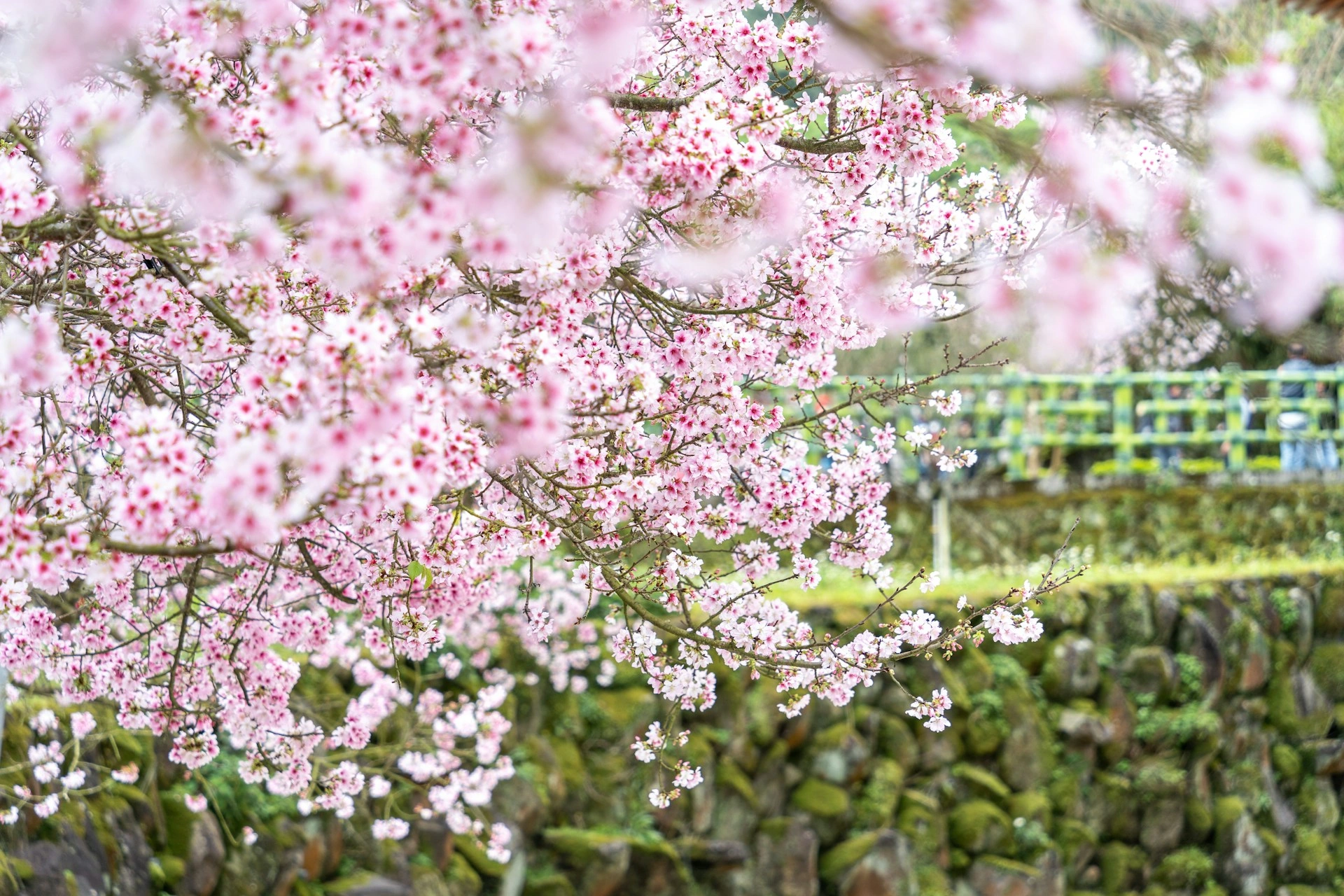 a-pink-flowered-tree-in-front-of-a-stone-wall
