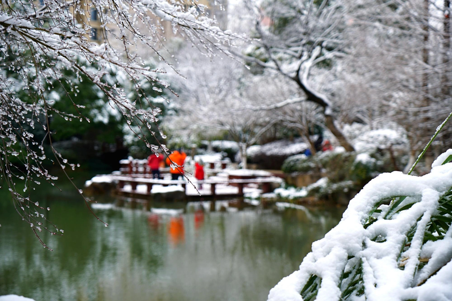 view-of-snow-on-tree-branches-with-people-in-the-background